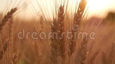 日落的时候，田野上有金色的麦穗。 合上成熟的麦穗.. 美丽的背景成熟的金色耳朵